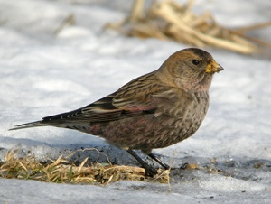 Занхгар зангалай